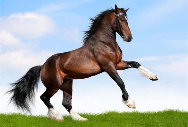 假阶求火打一生背