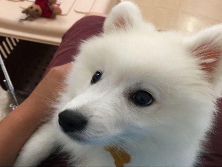 颜值最高的狐狸品种