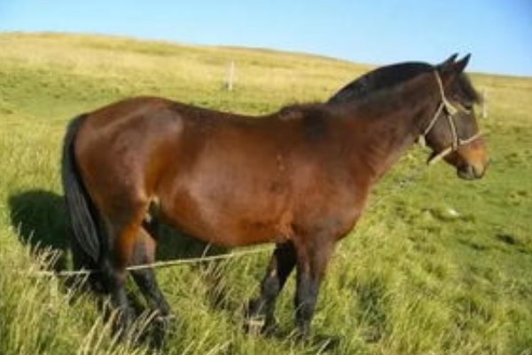 知书明理指的是什么生肖