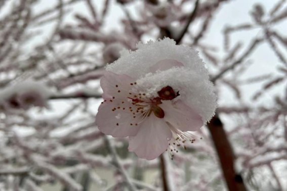 三月桃花雪句子