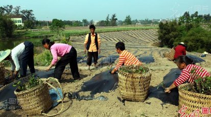 80后的中学教师辞职回乡当农民，他回乡具体是做什么的？