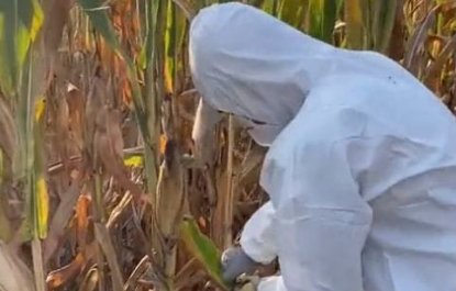 山东小伙对玉米过敏，穿防护服帮岳父秋收，玉米须过敏应该如何应对？