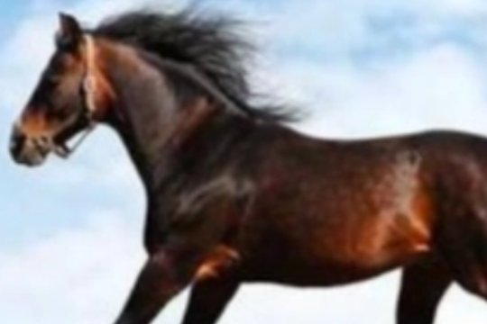 牛高马大指的是哪个生肖