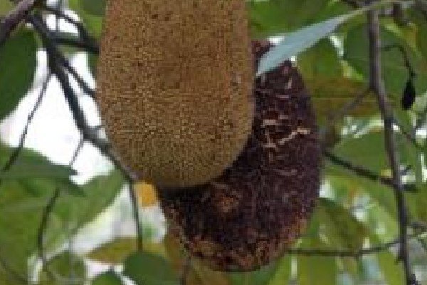 菠萝蜜路线区二1688