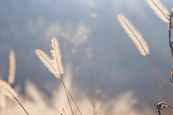 野草乱码一二三区别在哪