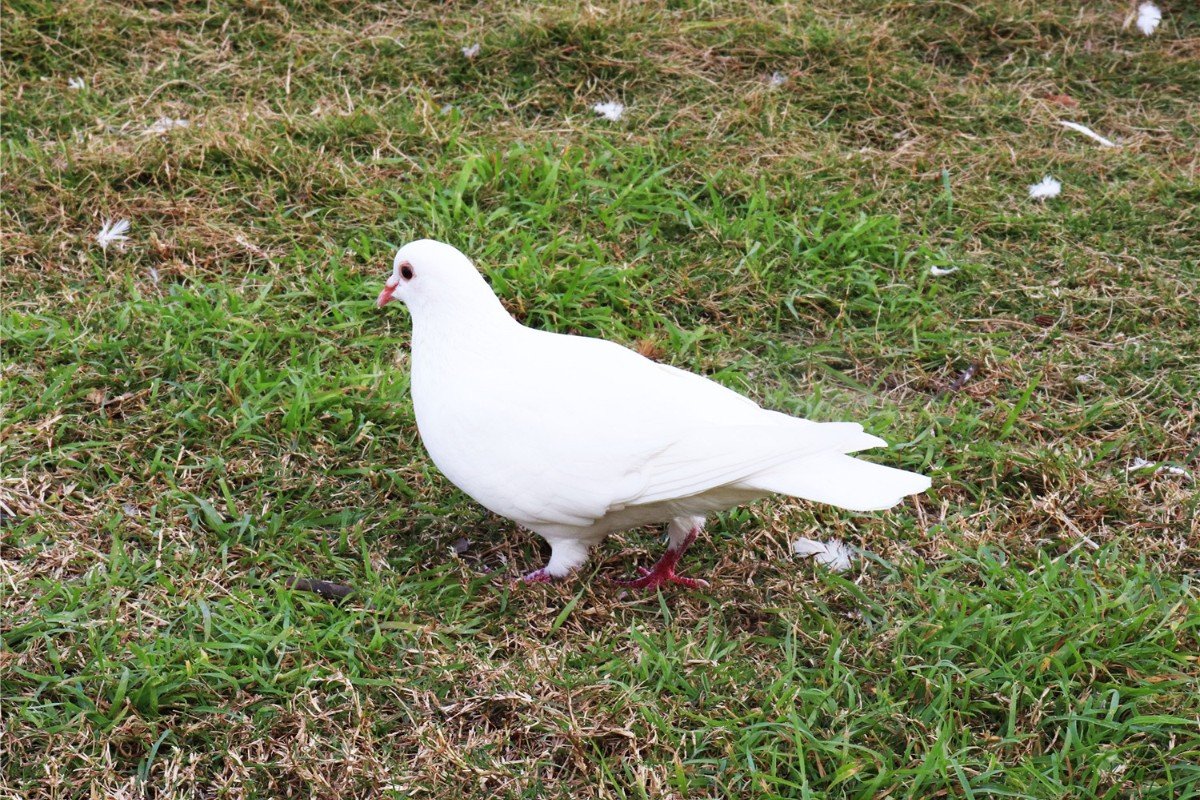 河北瑞茂公棚秋棚收鸽清单