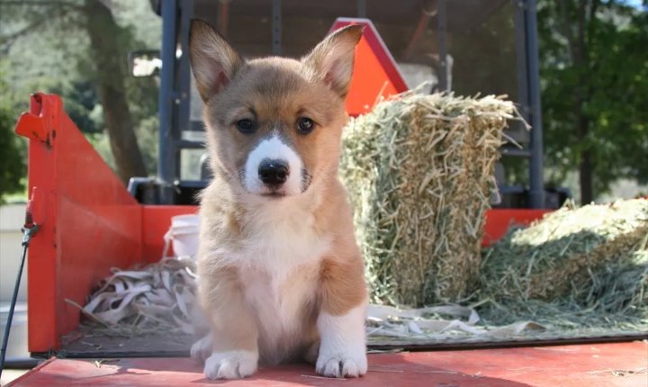 corgi是什么意思