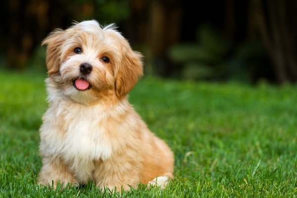 可以用自己的洗发水给狗洗澡吗