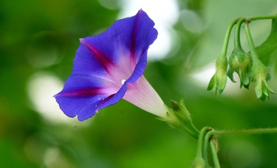 牵牛花一天的变化是怎么样的？