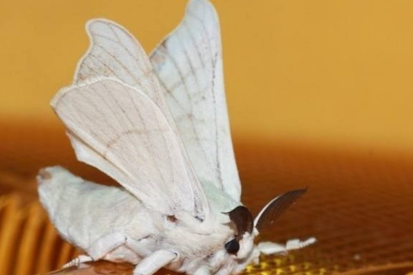 蚕蛾的寿命是几天？