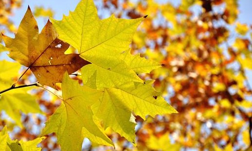 2020年立秋是早秋还是晚秋？