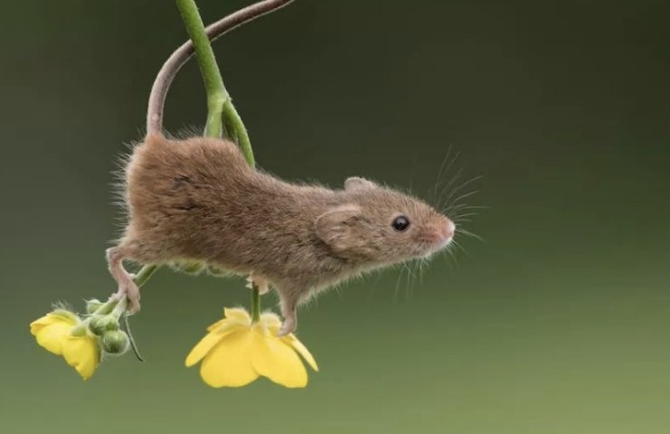 跟踪追击.打一生肖