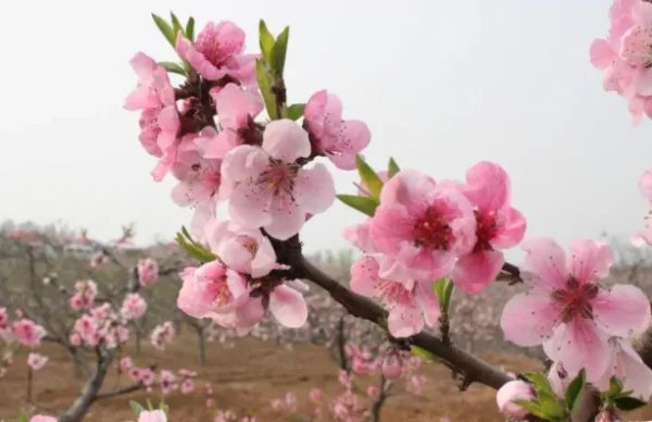 成语落英纷飞的出处是