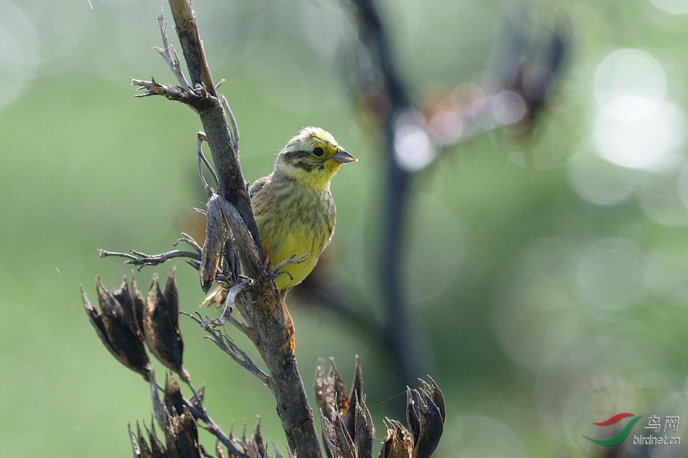 黄鹀的外形特征