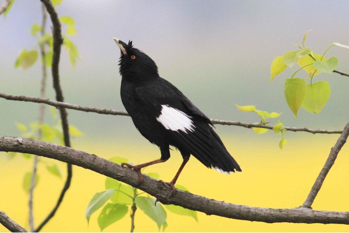 怎样教八哥说话最快