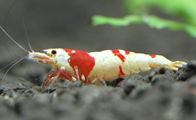 为什么观赏虾脱壳后会死