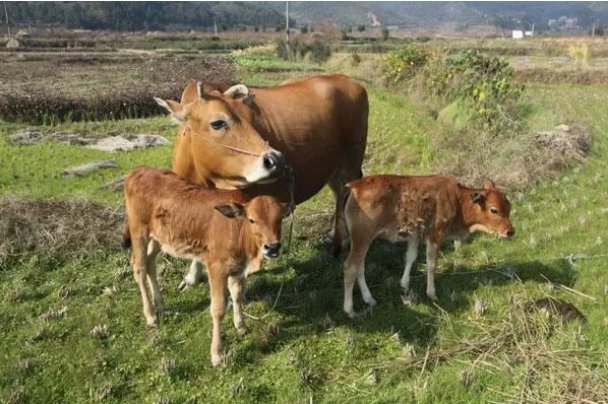 不怕一尺长就怕毛里藏什么意思?