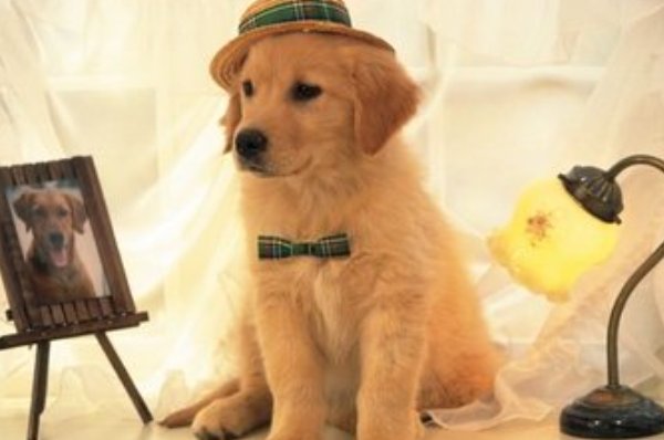 败子回头金不换代表什么动物