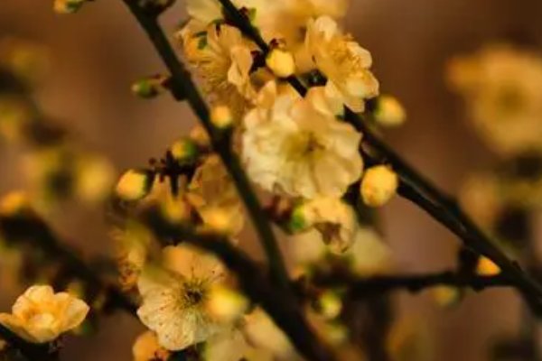 腊梅的腊是什么意思 蚂蚁庄园