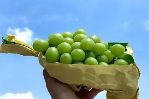 晴王葡萄每斤从200多元跌到10多元，价格跳水的原因是什么？
