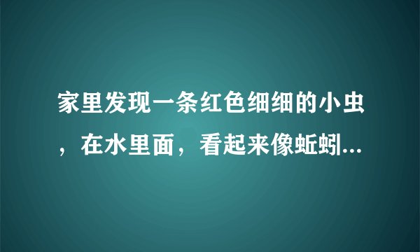 家里发现一条红色细细的小虫，在水里面，看起来像蚯蚓又有点像猪肉绦虫，求解答。具体看图片吧。