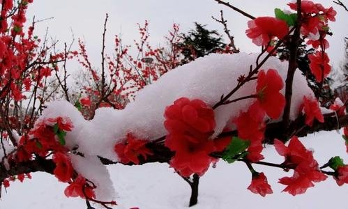 雪梅的这首诗的作者是谁朝的什么梅与什么和什么被称为岁寒三友？