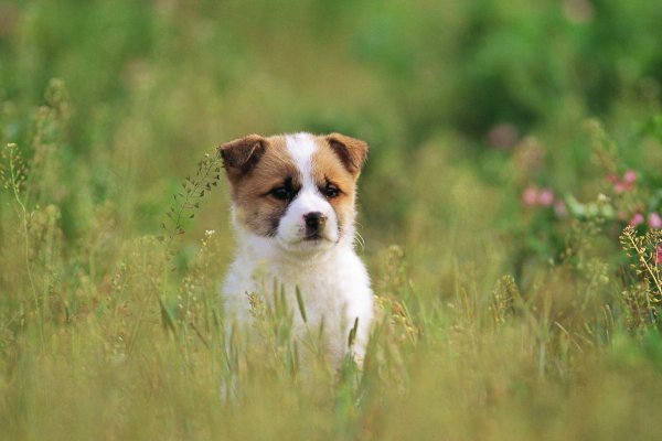 狗卡住喉咙多久会死