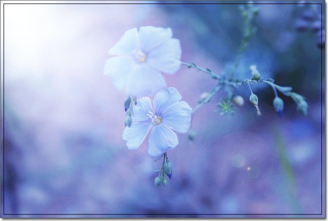 人影戳戳的绰绰的意思是什么