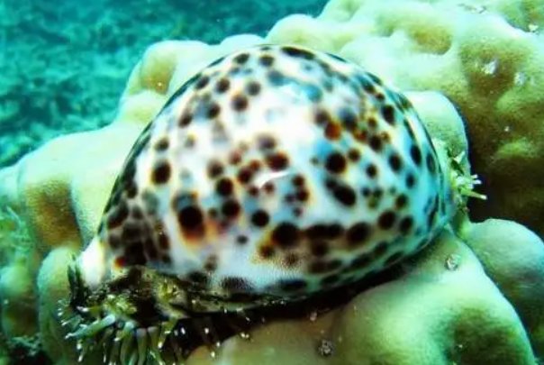 艾青十首最著名的诗