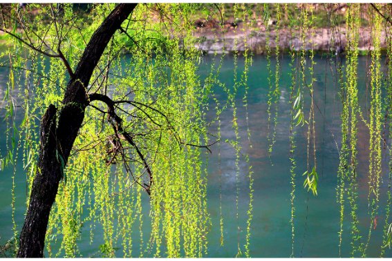 碧玉妆成一树高中妆的意思