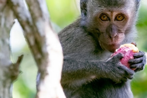 俯仰之间打一生肖最佳答案