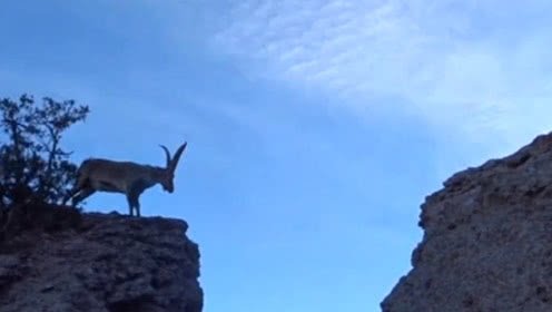 《羚羊飞渡》是真实的吗？