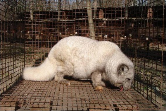 颜值最高的狐狸品种