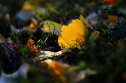 一排排大雁追上白云，撒下一阵暖暖的叮咛；一阵阵秋风掠过田野，送来一片丰收的歌吟