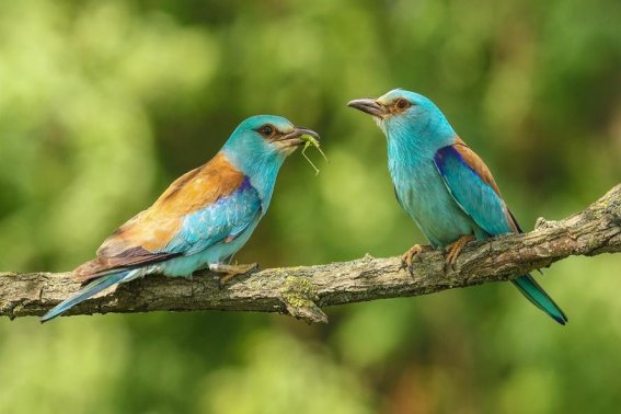 关于大自然的指南针有哪些