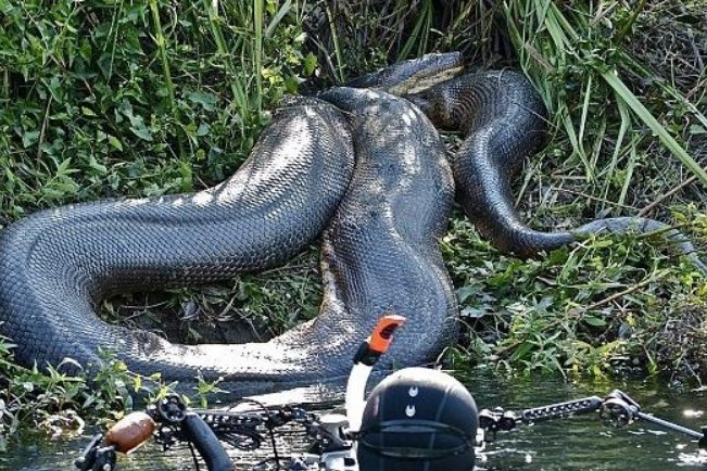 泰坦巨蟒灭绝了吗