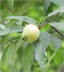 蒲桃壳的形态特征