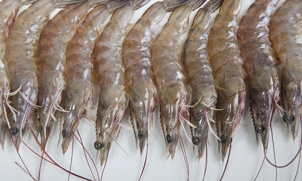 海洋中的虾都有哪几个品种