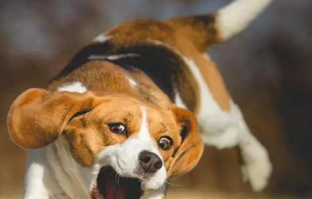 三年级14课小狗学叫续写第三种结局是什么？