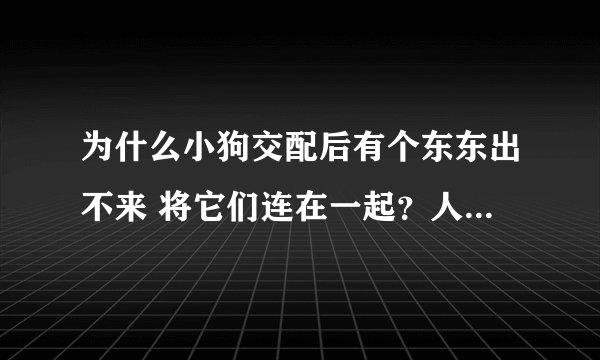 为什么小狗交配后有个东东出不来 将它们连在一起？人也是那样么？