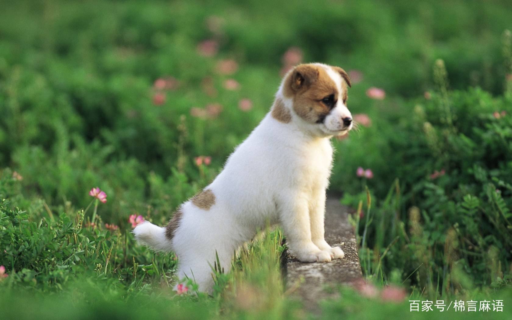 我家狗狗刚刚一直在卡卡卡。好像嗓子里面有东西一样。已经很久了。这该怎么办？