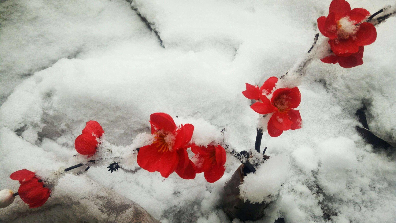雪里已知春信至全诗