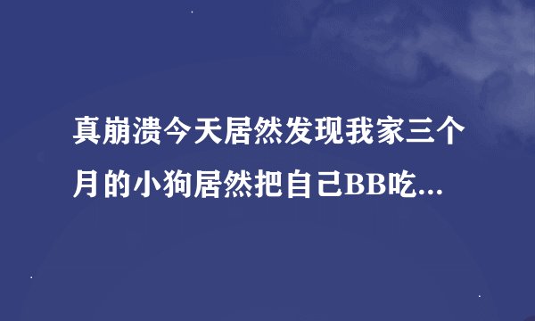 真崩溃今天居然发现我家三个月的小狗居然把自己BB吃掉了 好恶心啊难道我要给它刷牙？