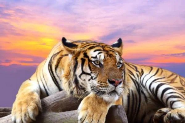 最后七字我来猜,山外有山天外天指什么生肖