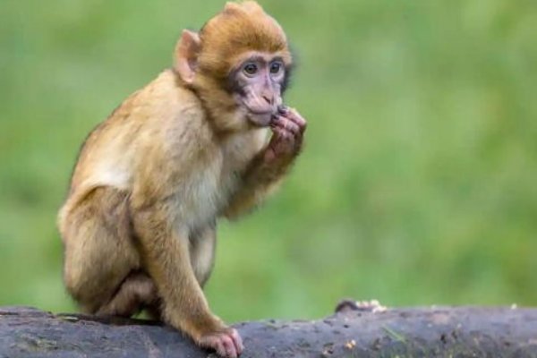 袭人故技打一个生肖