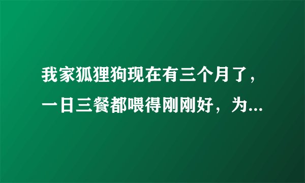 我家狐狸狗现在有三个月了，一日三餐都喂得刚刚好，为什么肚子还是扁
