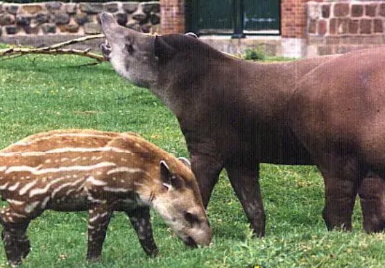 貘的发音怎么拼？