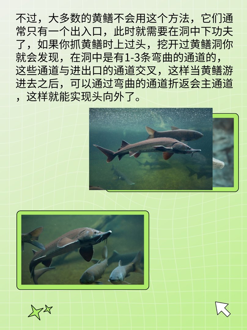 黄鳝进洞时是头先进还是尾巴先进？