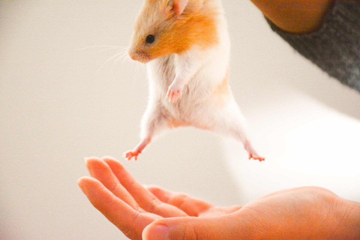 被动物（金丝熊）咬了用不用打针啊？