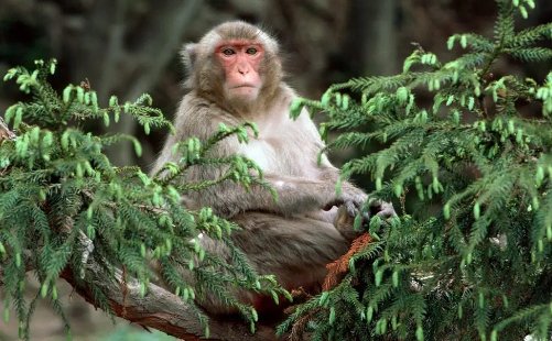 习以成风代表什么生肖